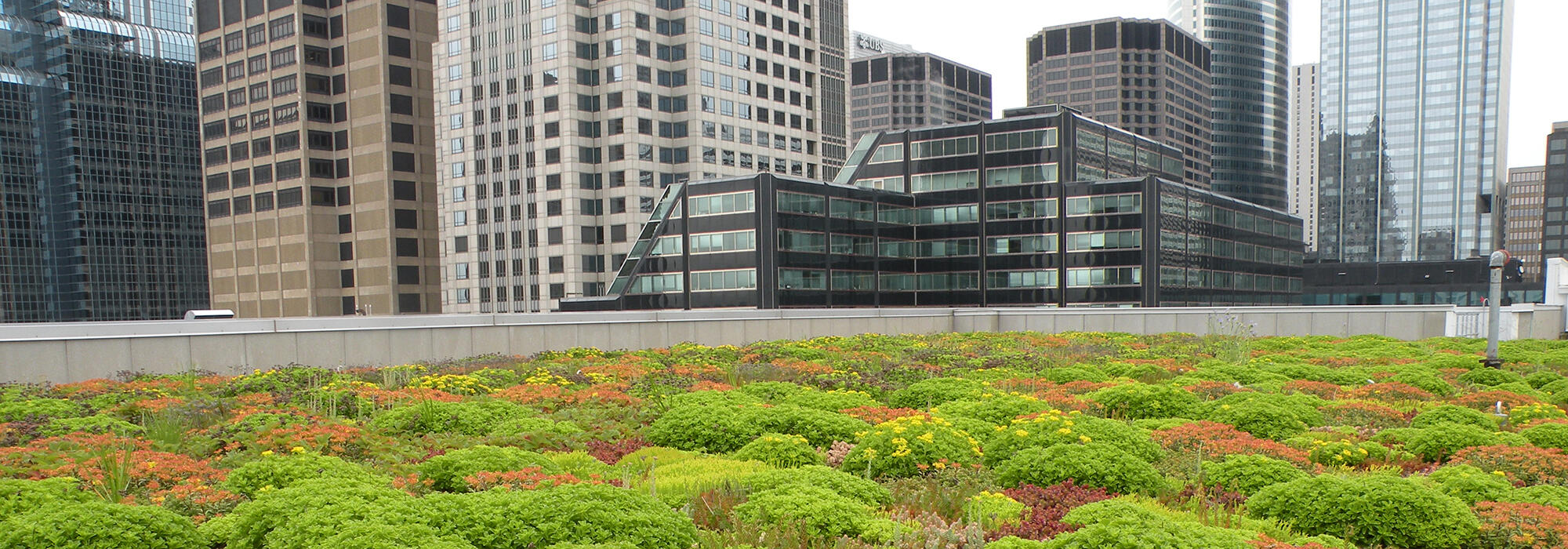 green roof