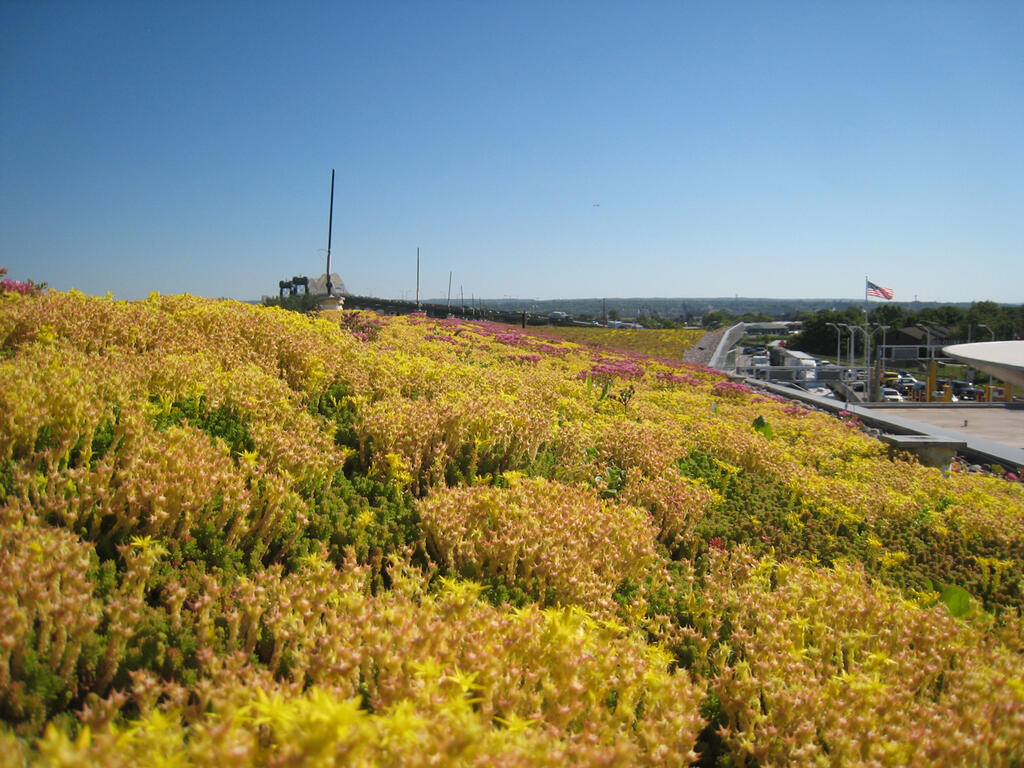 Sloped green and vegetated roof with sedum plants in Michigan