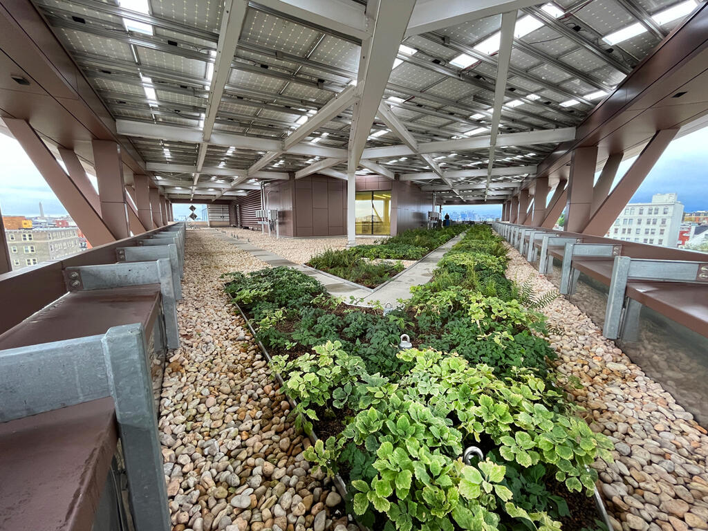 vegetated roof, green roof, amenity deck