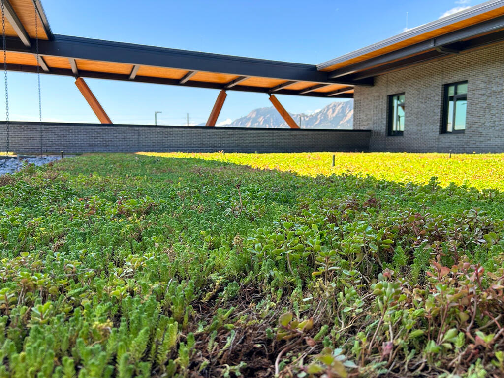 vegetated roof, green roof, amenity deck