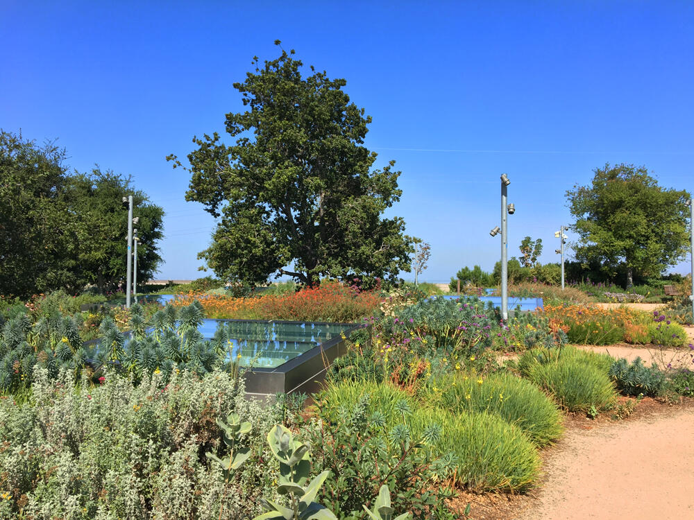 vegetated roof, green roof, amenity deck