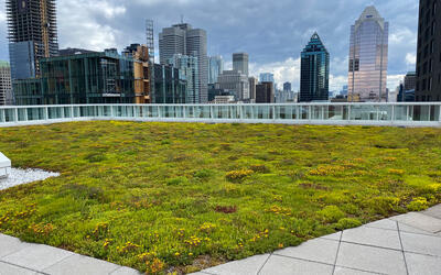 vegetated roof, green roof, amenity deck