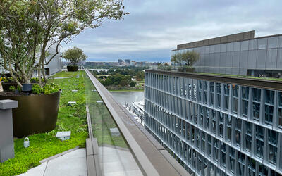 vegetated roof, green roof, amenity deck