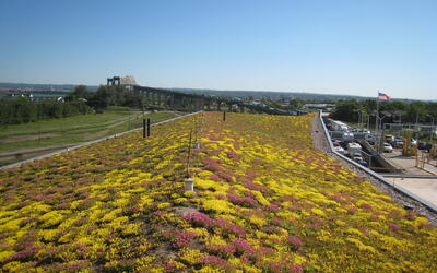 vegetated roof, green roof, amenity deck