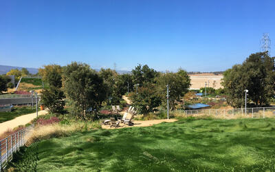 vegetated roof, green roof, amenity deck