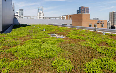 vegetated roof, green roof, amenity deck